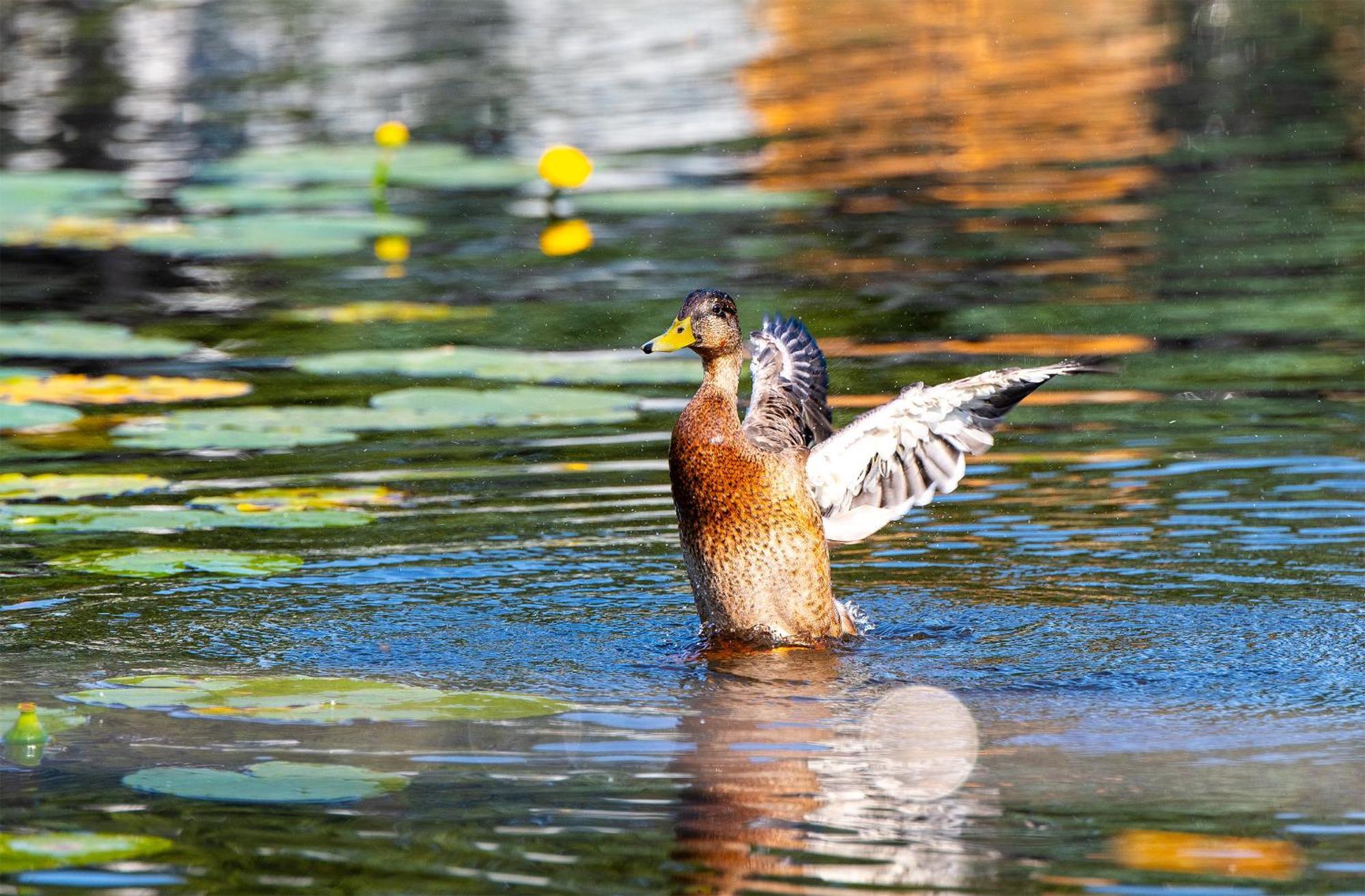 Domki Drewniane Na Splawiu Nad Morzem Ujście-Darłowskie Exteriér fotografie